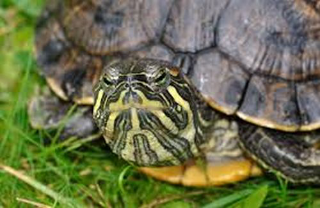 Vasto, tartarughe vietate vendute alla Fiera: "Nessun controllo sulle bancarelle"