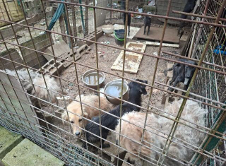 Quindici cani salvati a Fara Filiorum Petri: vivevano nel degrado tra fango e locali abbandonati