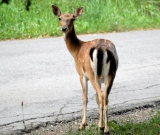 Chieti, paura al Tricalle: cerbiatto sbuca all’improvviso in strada, giovane automobilista evita il peggio